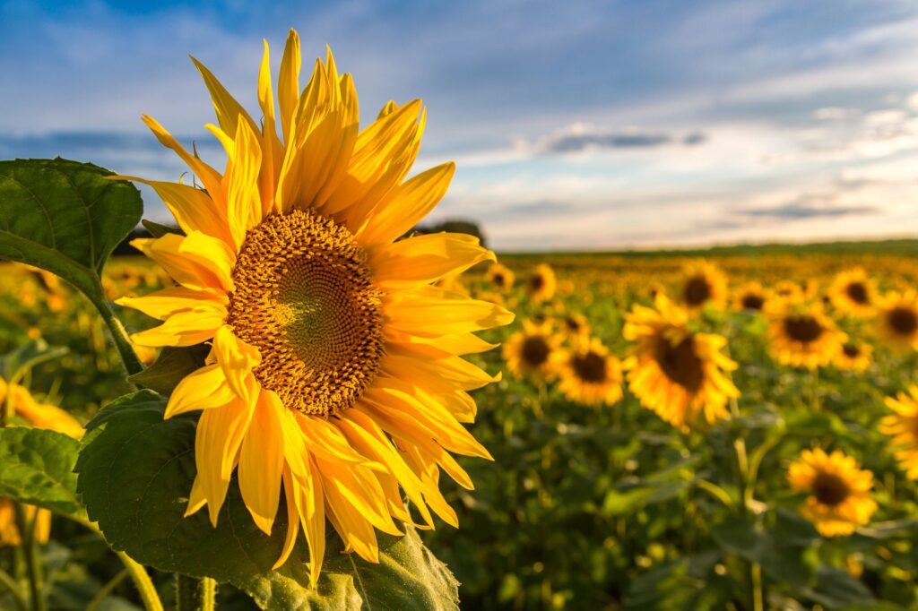 Floración del girasol