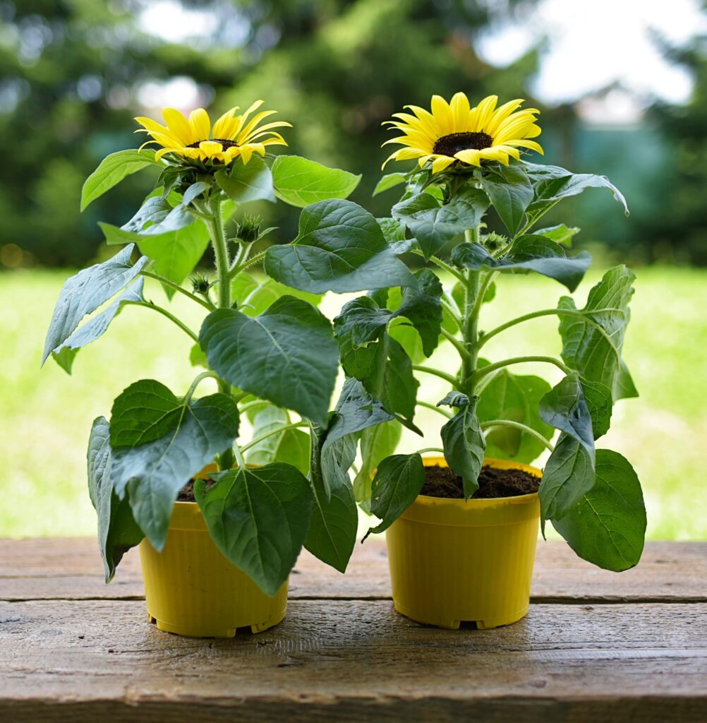 Plantación del girasol en maceta
