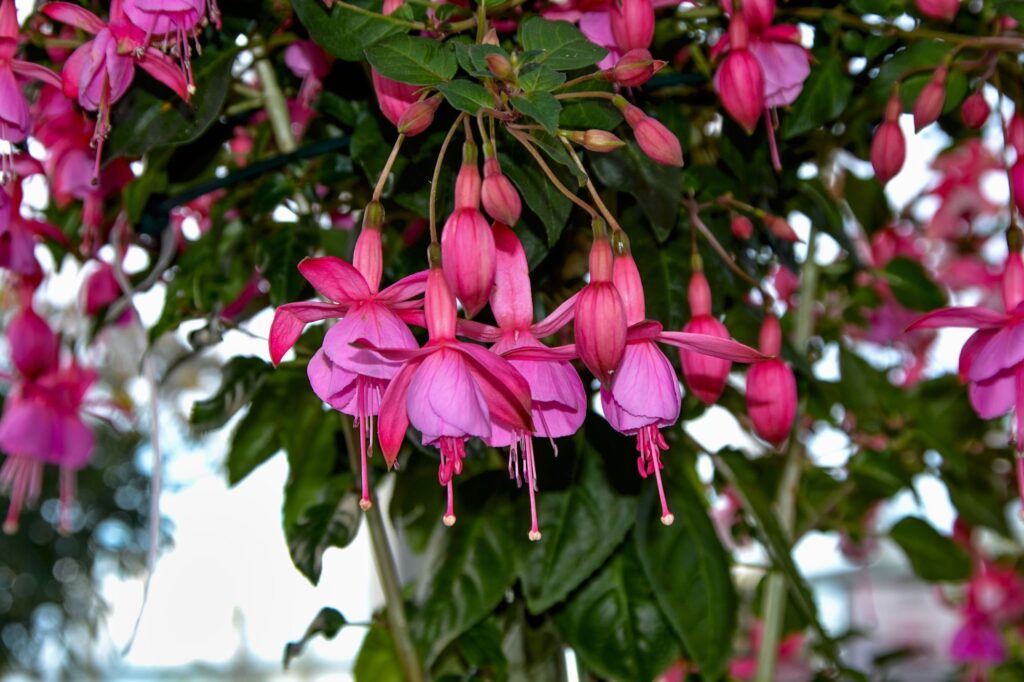 Fucsia flor de sombra