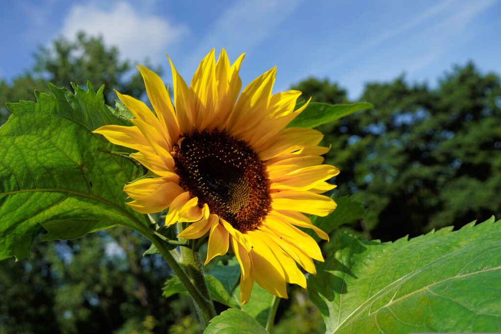 ¿Cuándo tiene lugar la floración del girasol?: descubre la temporada de una flor radiante
