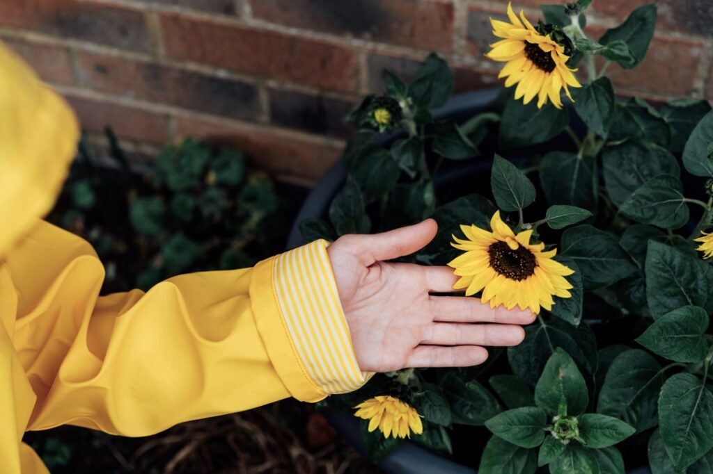 Plantar girasoles enanos