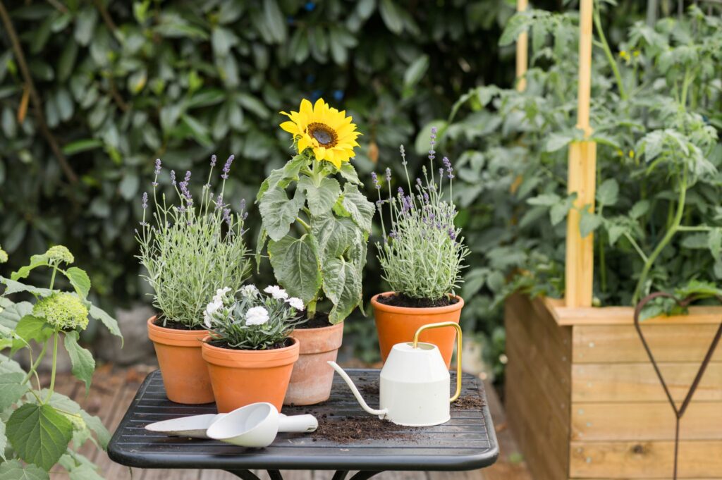 Plantar girasoles en maceta