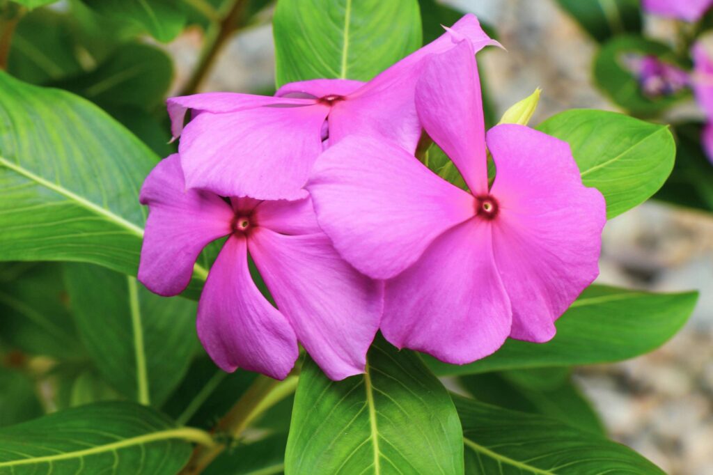 Impatiens de Nueva Guinea