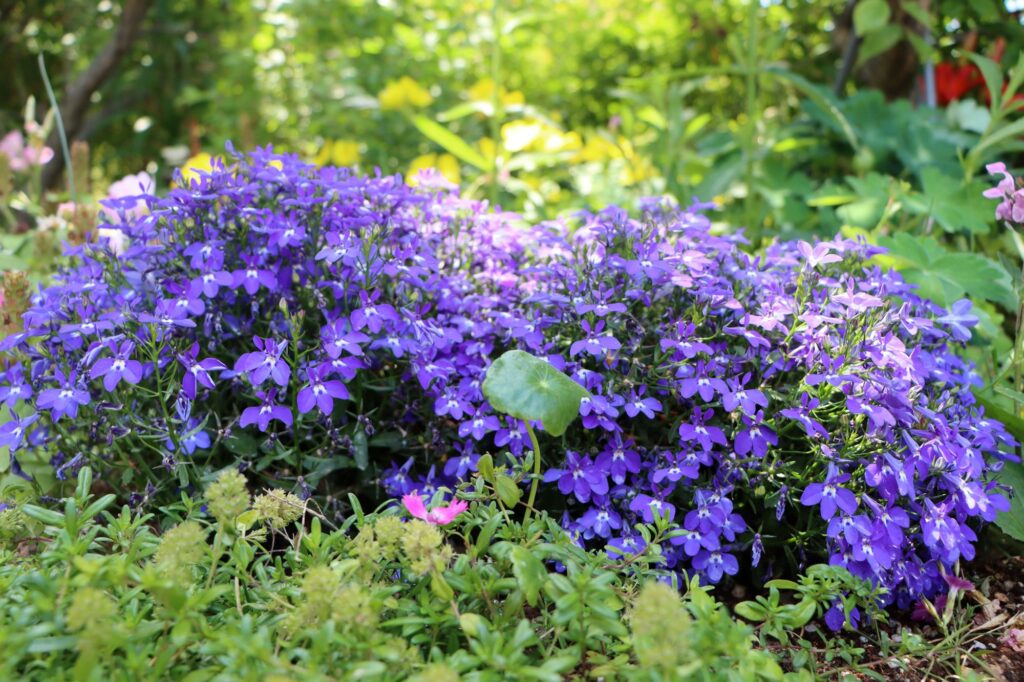 La lobelia, mejor flor de verano para sombra