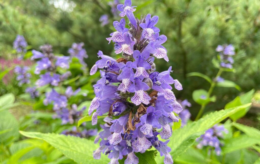 Las nepetas, plantas perennes de verano