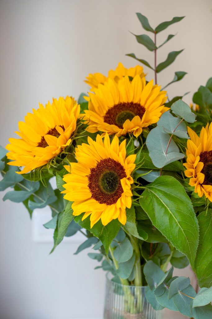 Girasol en jarrón: cuidados