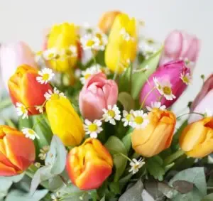 Tulipanes
