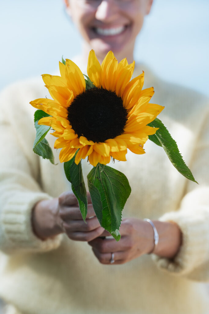 Girasoles: significados de una flor radiante