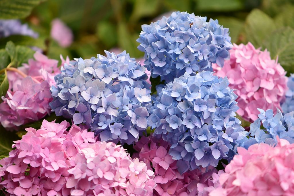 Cómo azular hortensias