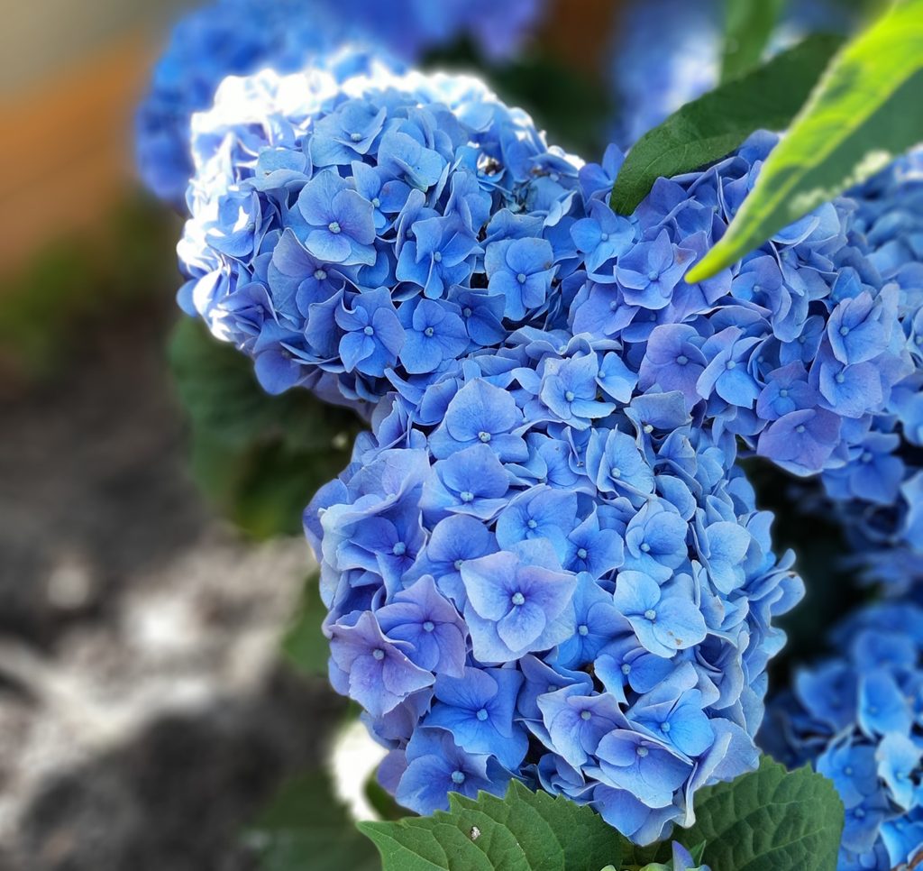 Cómo hacer que las hortensias se pongan azules