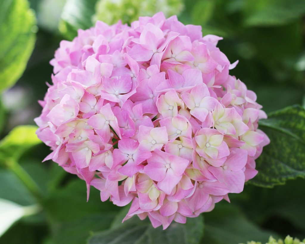 Hortensias rosas