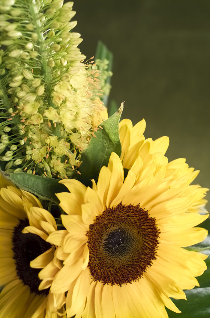 Enviar Girasoles