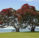 220px-PohutukawaCornwallis