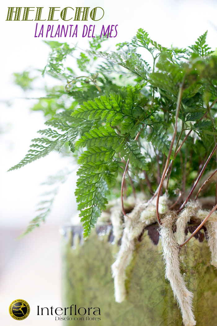 Envio plantas a domicilio