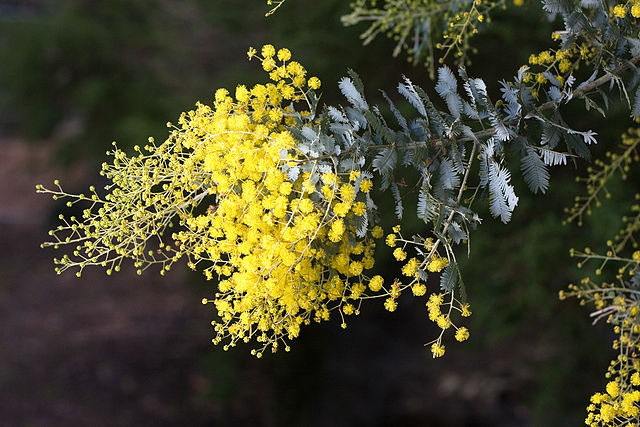 Mimosas: La flor de la amistad - Interflora