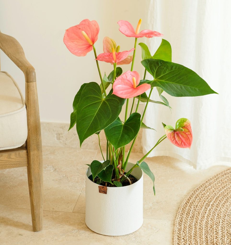 Plantas de América Latina : Anturio