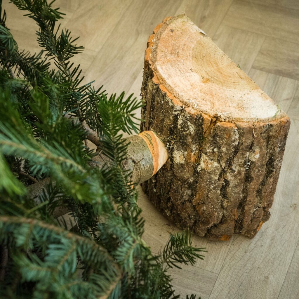 Elegir arbol de navidad sin raíz