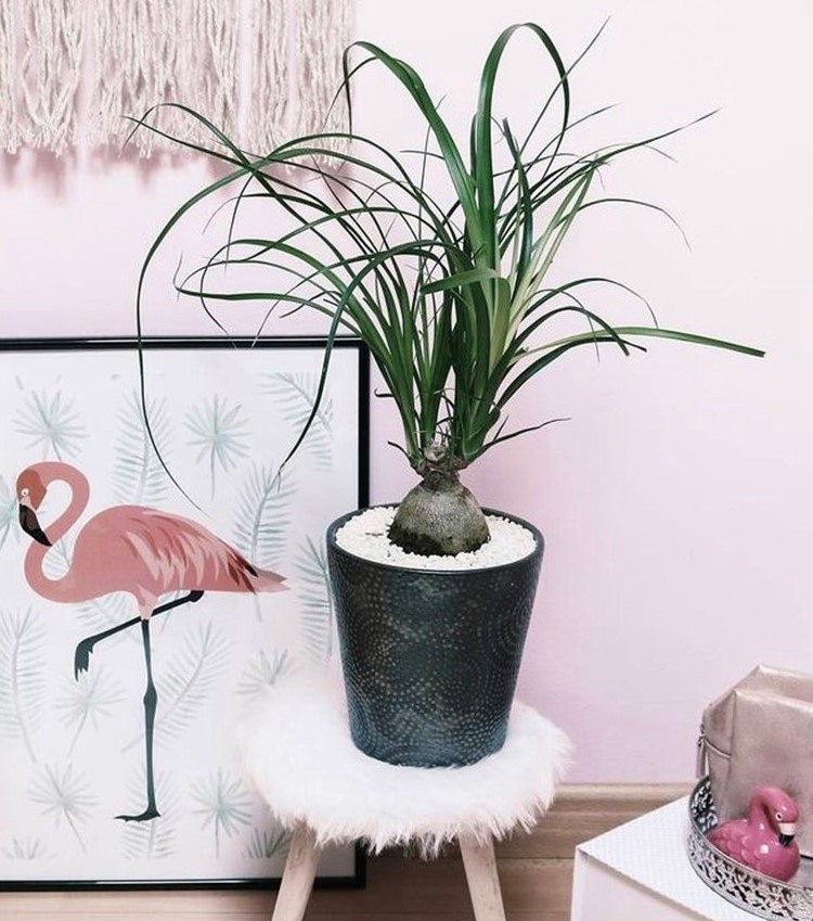 Plantas de América Latina: beaucarnea