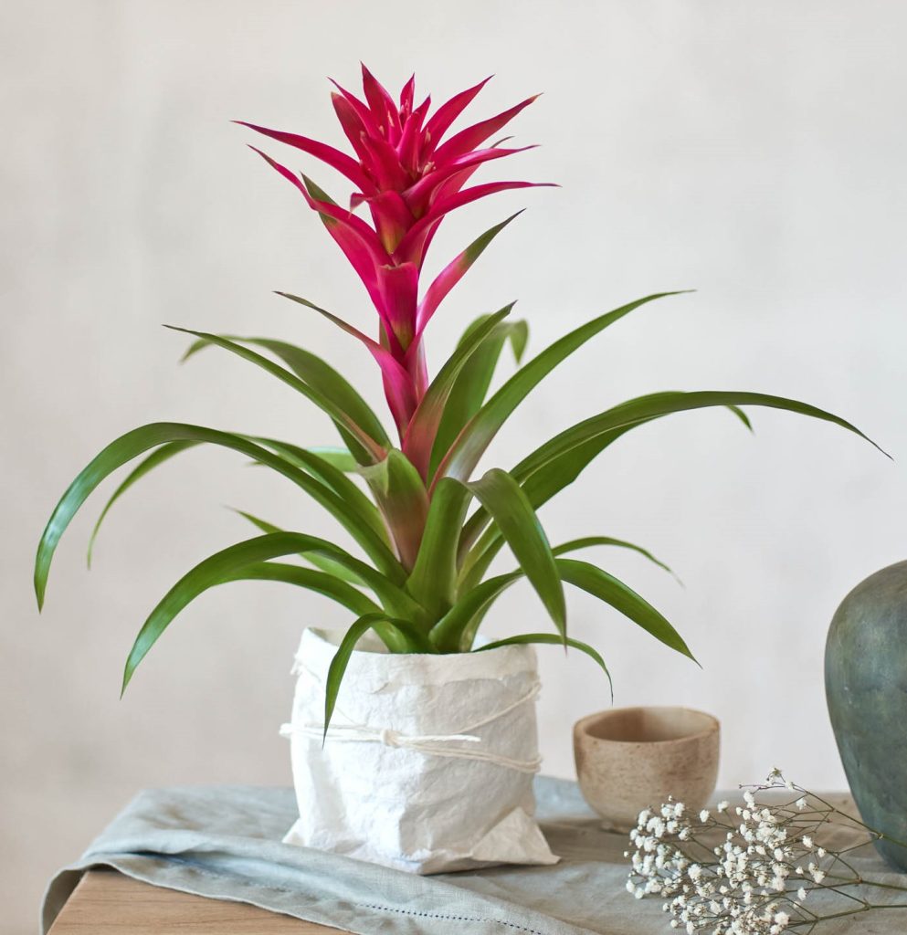 Plantas de América Latina: bromelia