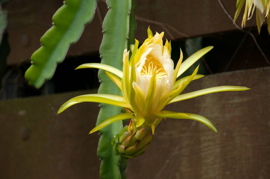 flor cactus orquidea