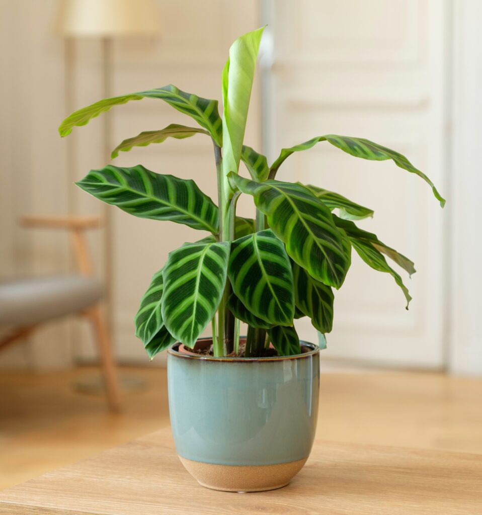 Plantas de América Latina : calatea