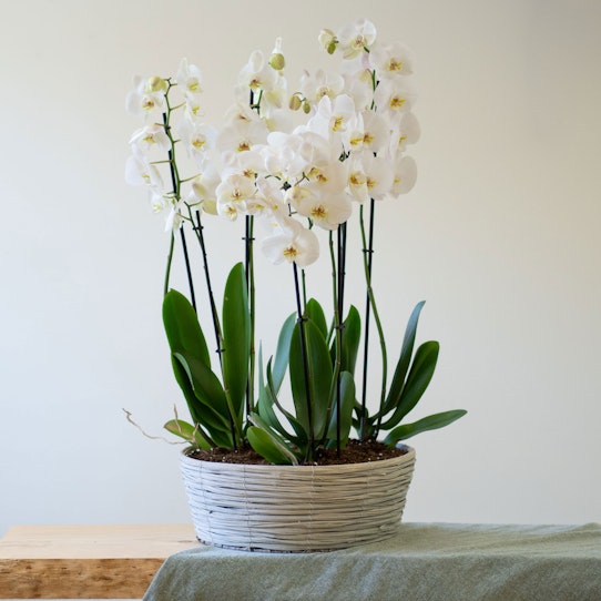 phalaenopsis blancas