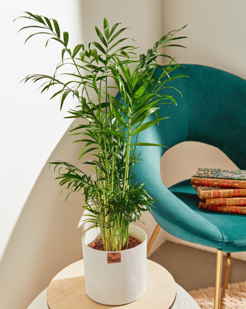 Plantas de América Latina: camadorea