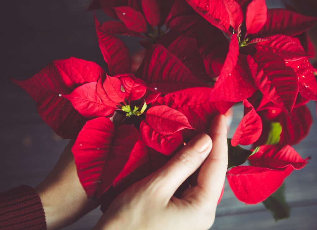 Flor de pascua después de Navidad