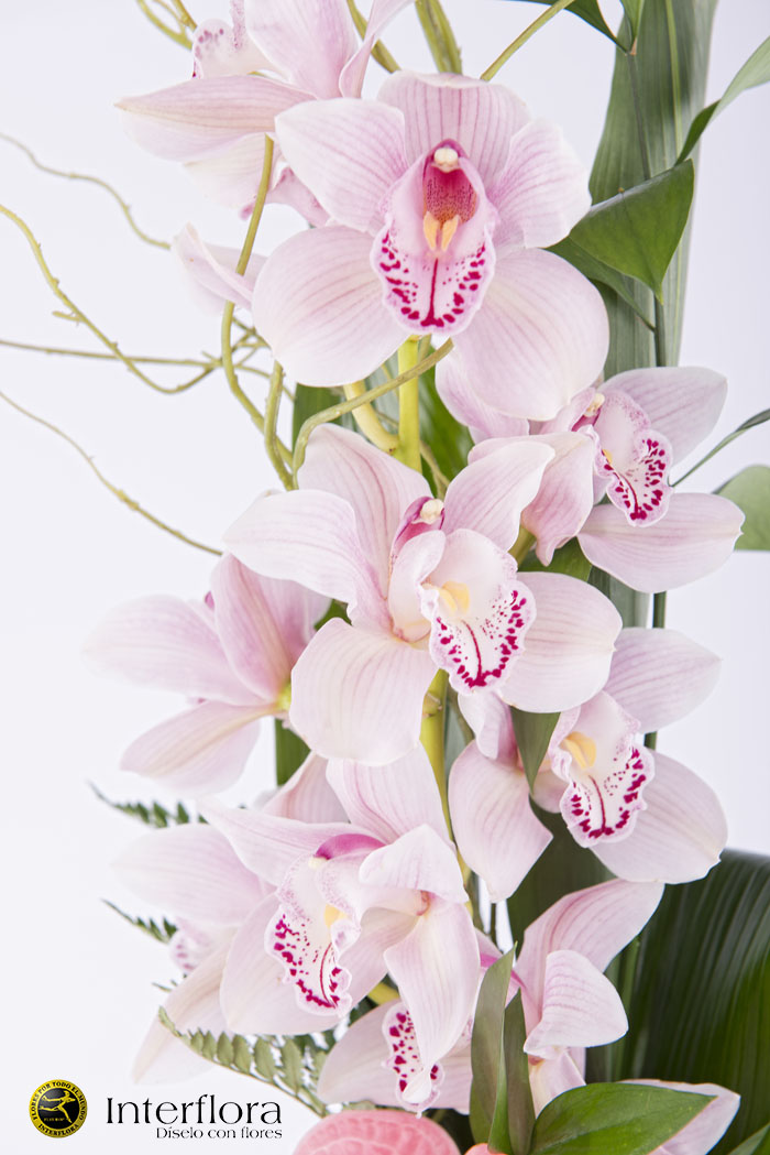 Enviar orquideas domicilio