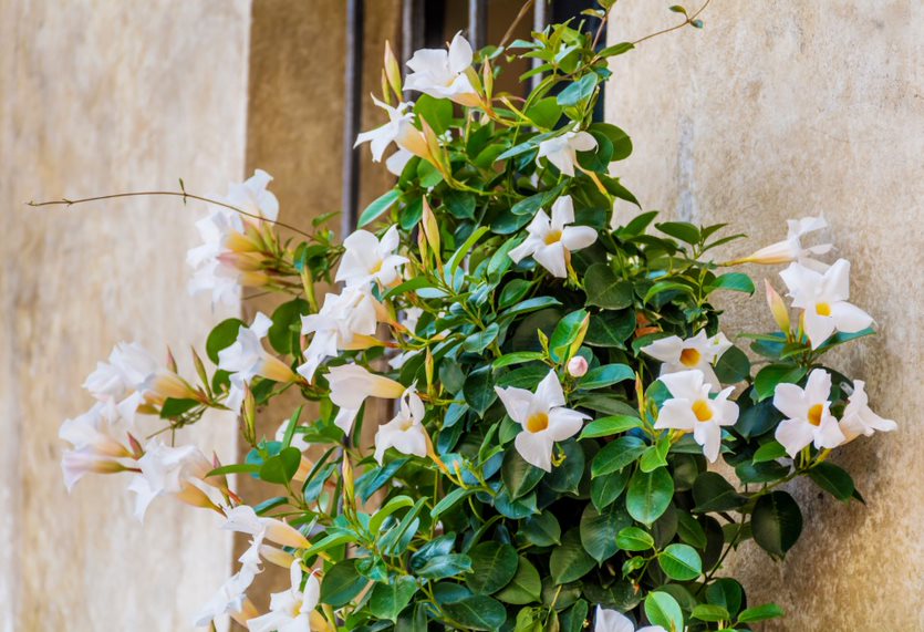 Dipladenia espaldera blanca