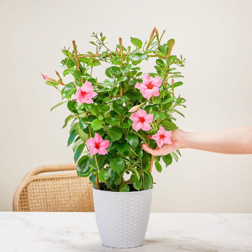Dipladenia rosa en maceta
