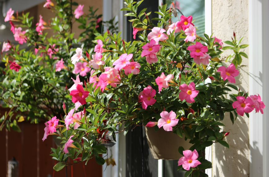 Dipladenia colgante rosa en maceta