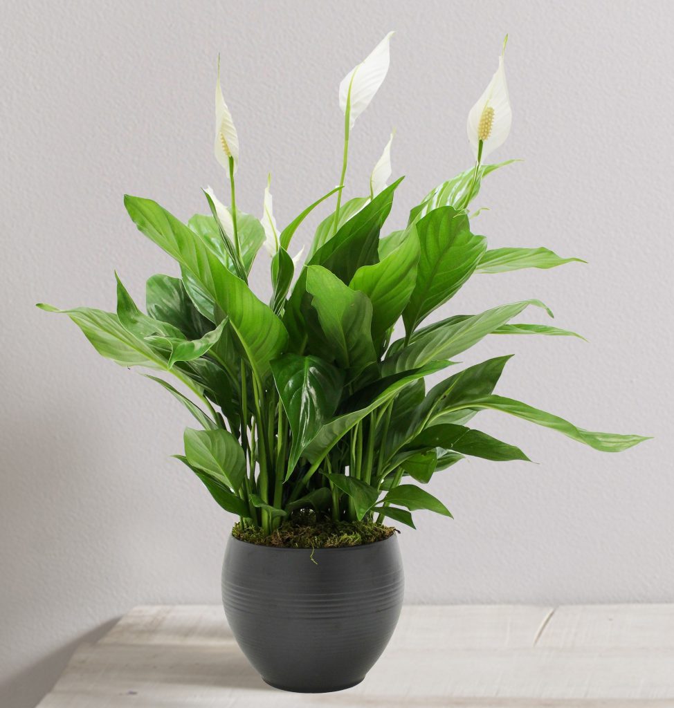 Plantas de América Latina: espatifilo