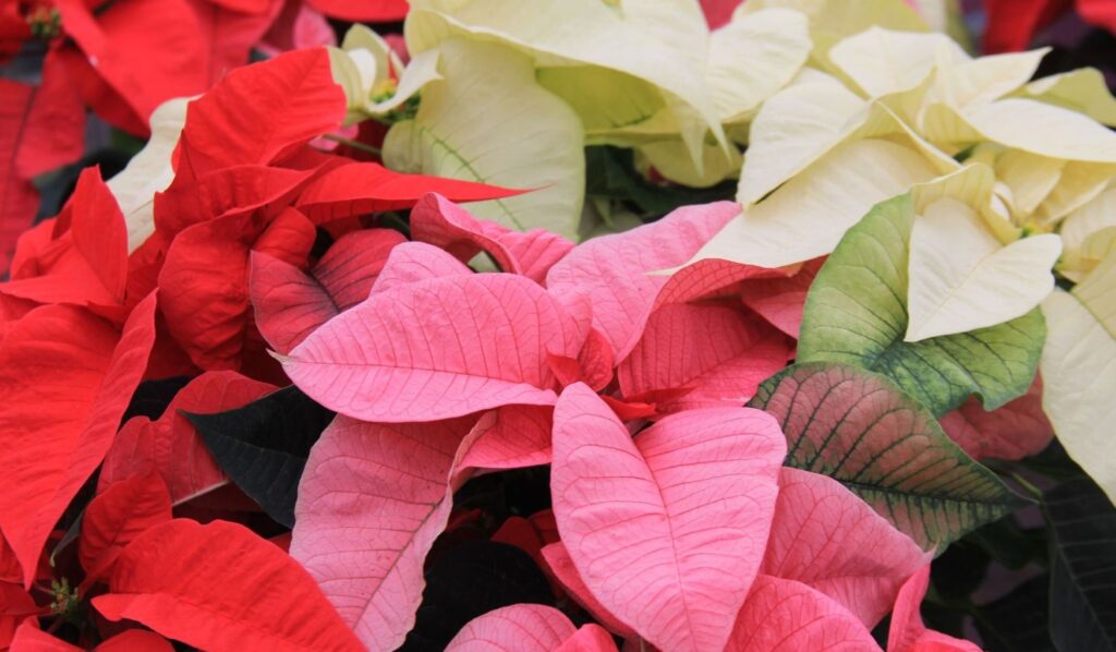 Colores de la Flor de Pascua