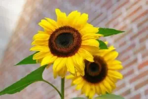 Girasoles