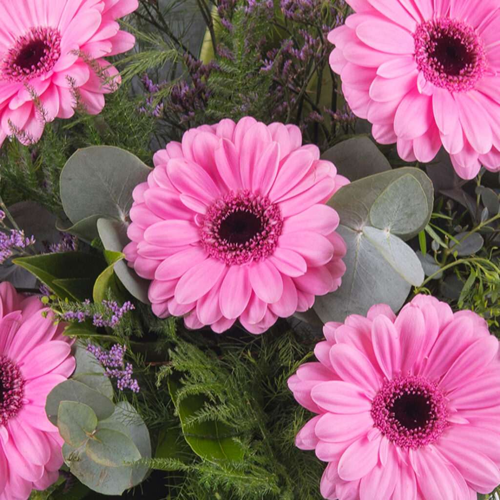 Gerberas rosas