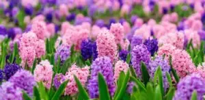 Jacintos