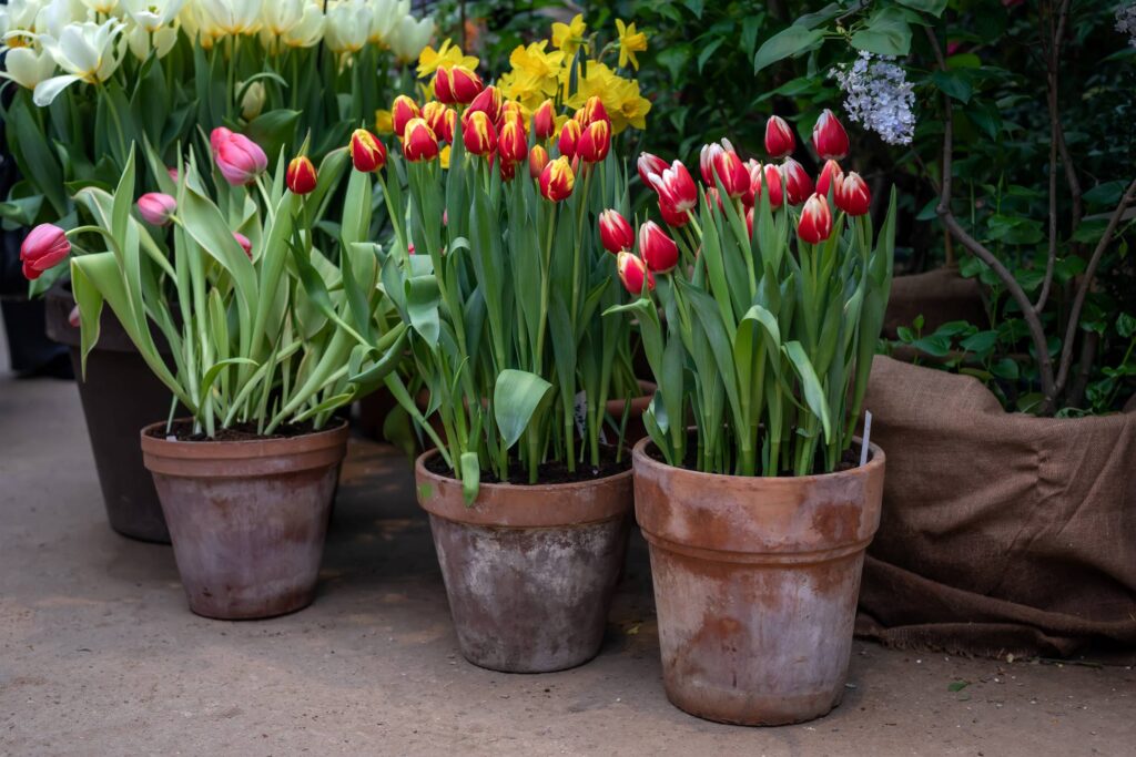 Tulipanes de colores en maceta