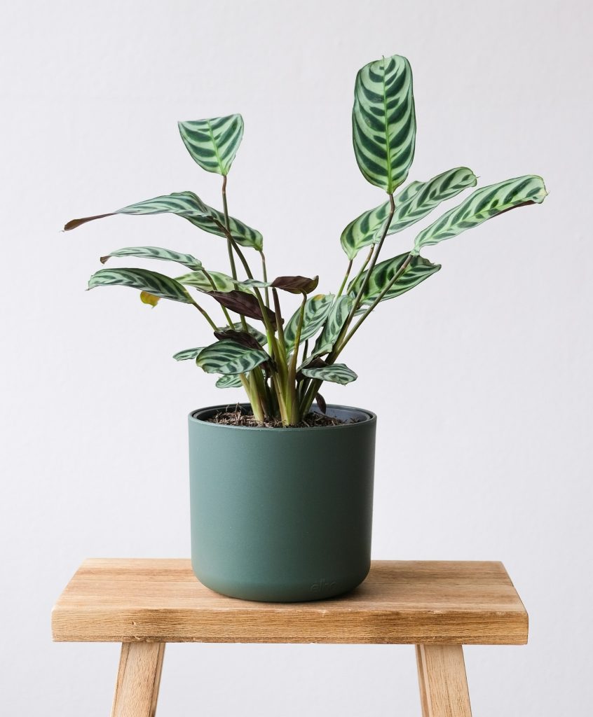 Maranta: plantas de América del Sur