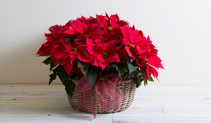 Poinsettia