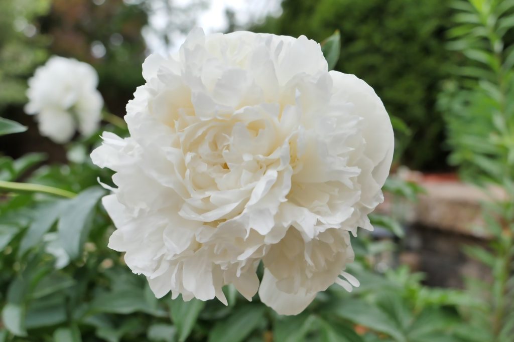 Peonía Duchesse de Nemours