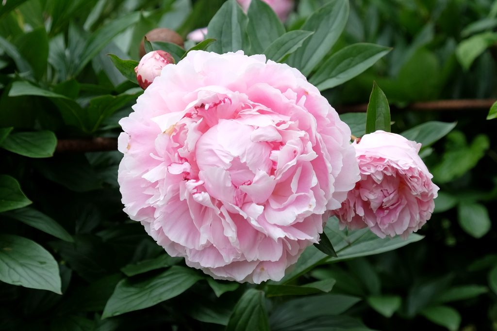 Peonías rosas Sarah Bernhardt