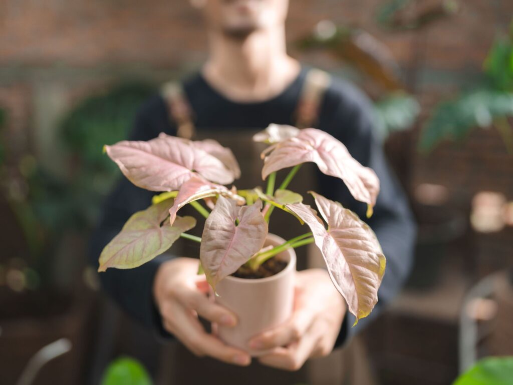 Plantas para hombres