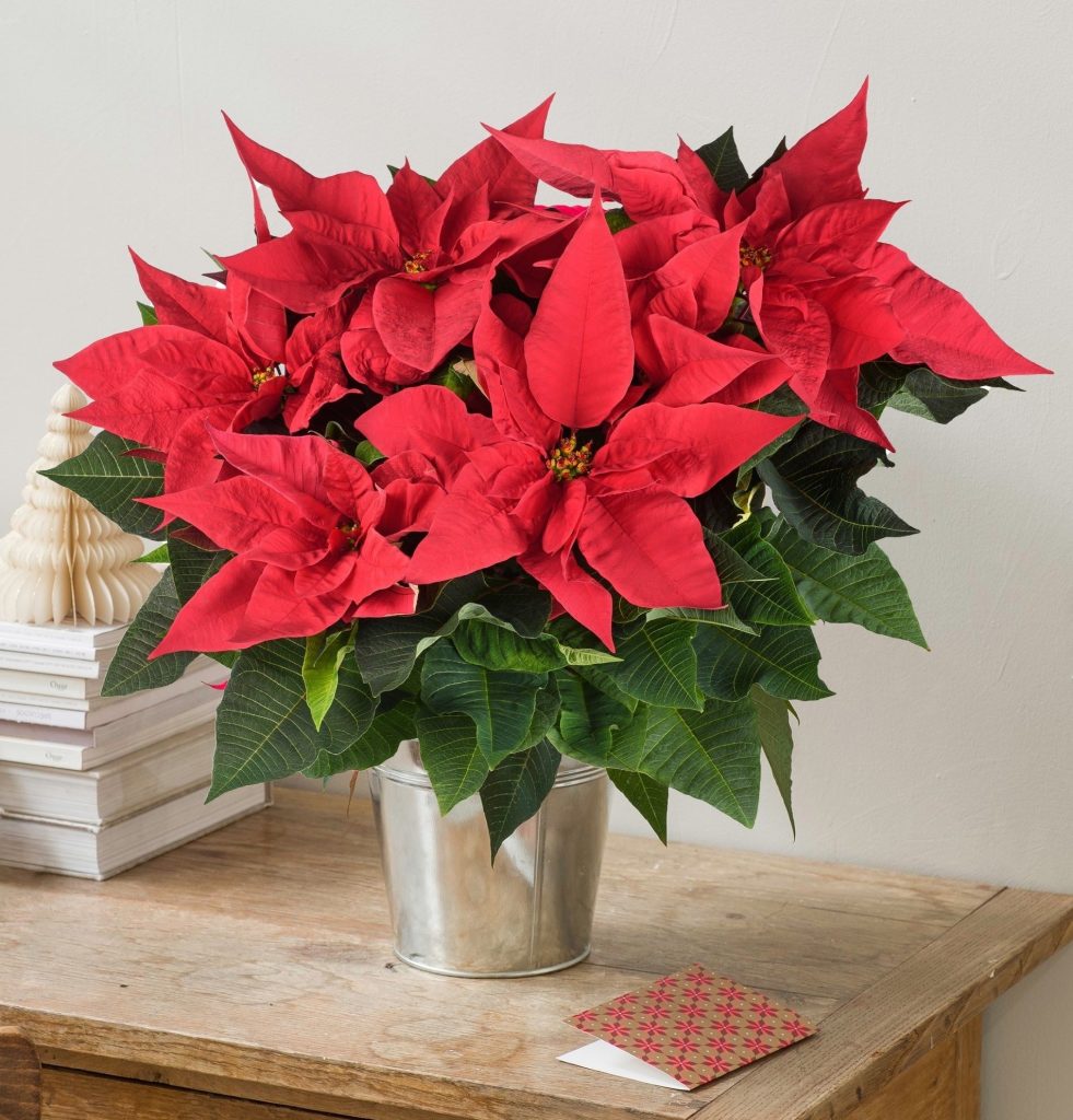 Poinsettia: planta de México
