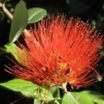 Unknown-1