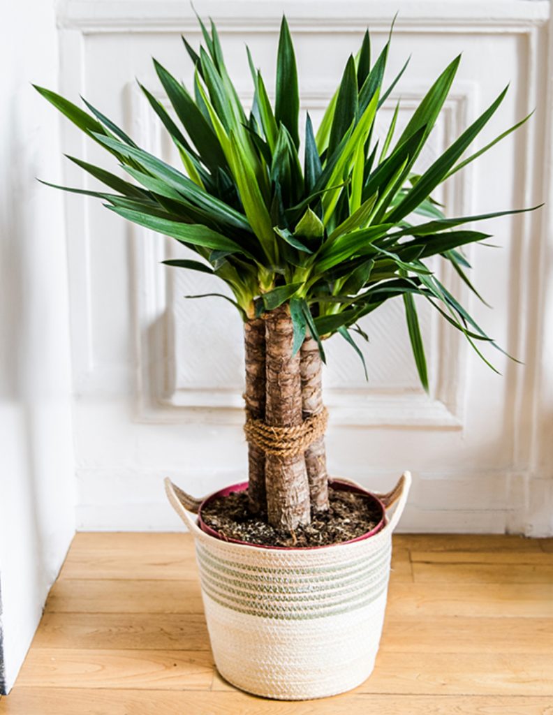 Yucca: planta de Centroamérica