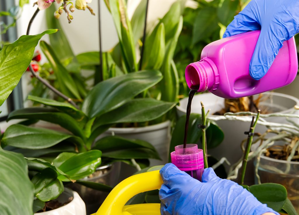Fertilizante casero para orquídeas