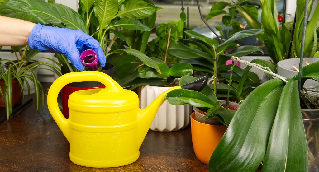 Como fertilizar orquídeas