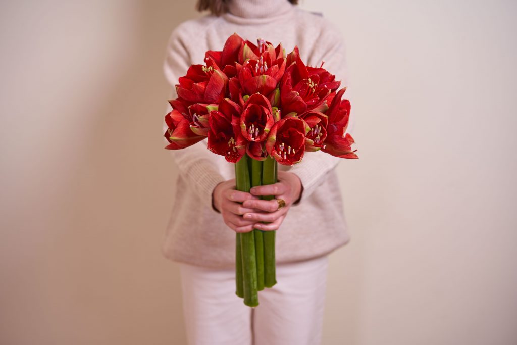 Amarilis, la flor del invierno