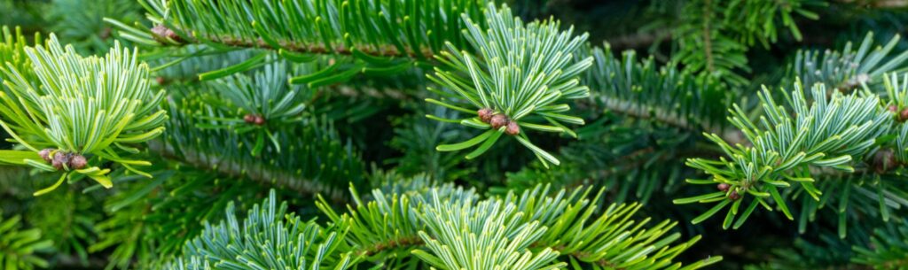 ramas de árbol de navidad